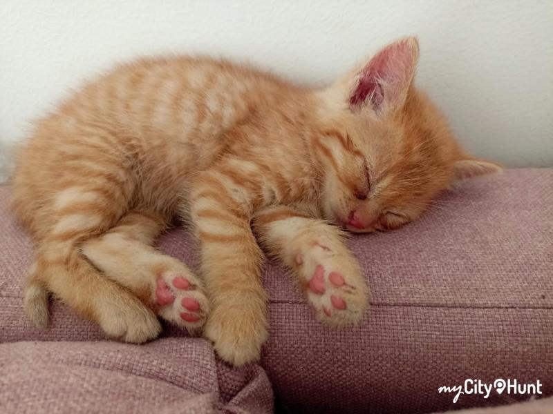 myCityHunt Scavenger Hunt 14